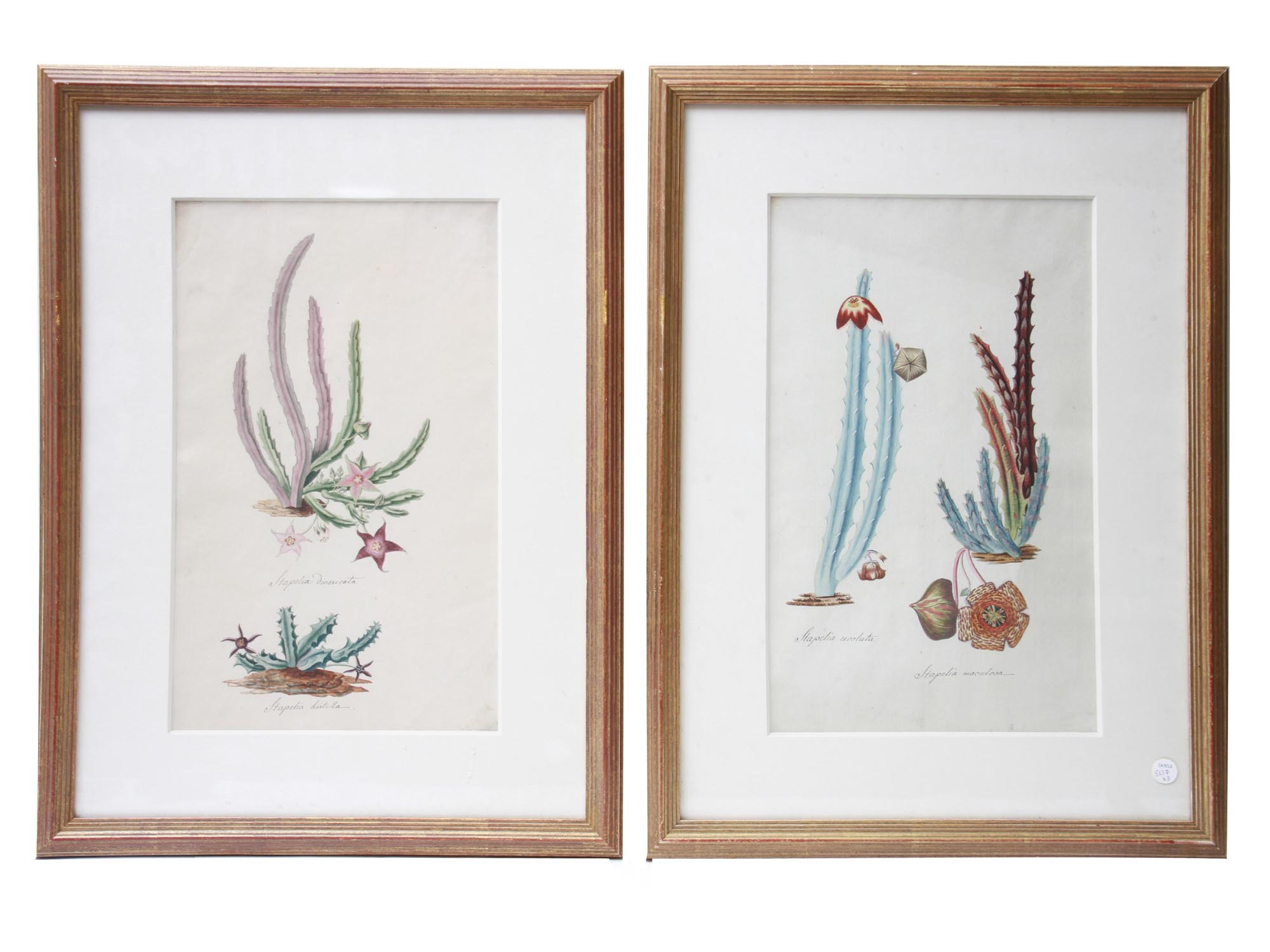 PAIR GERMAN SCHOOL BOTANICAL WATERCOLOR PAINTINGS