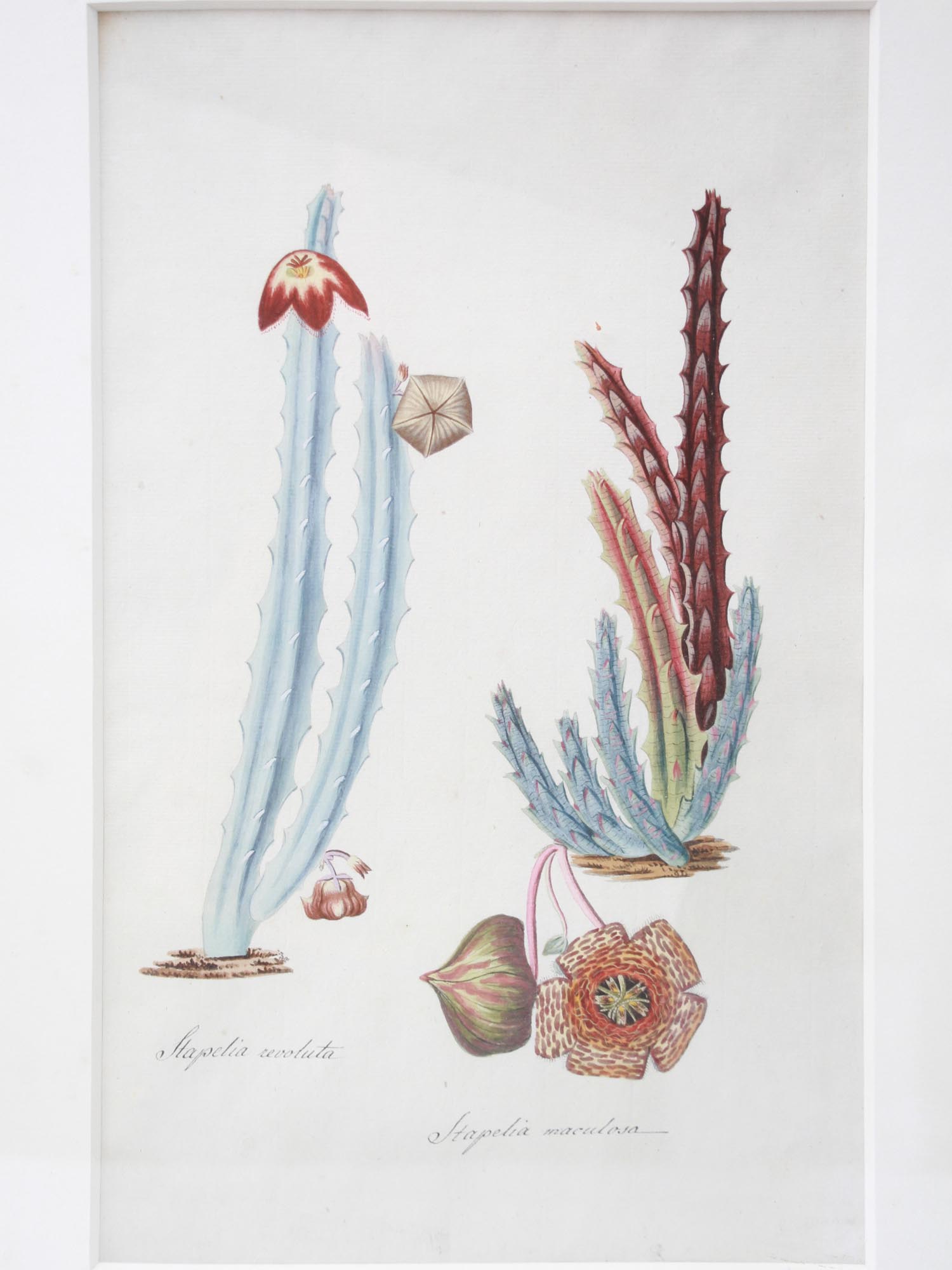 PAIR GERMAN SCHOOL BOTANICAL WATERCOLOR PAINTINGS PIC-4