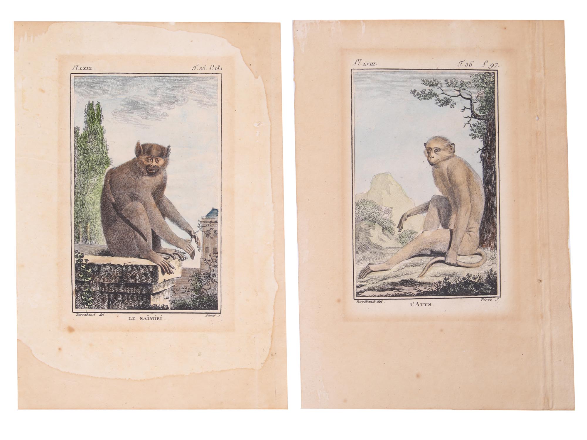 TWO ANTIQUE ZOOLOGICAL COLOR ENGRAVINGS MONKEYS PIC-0