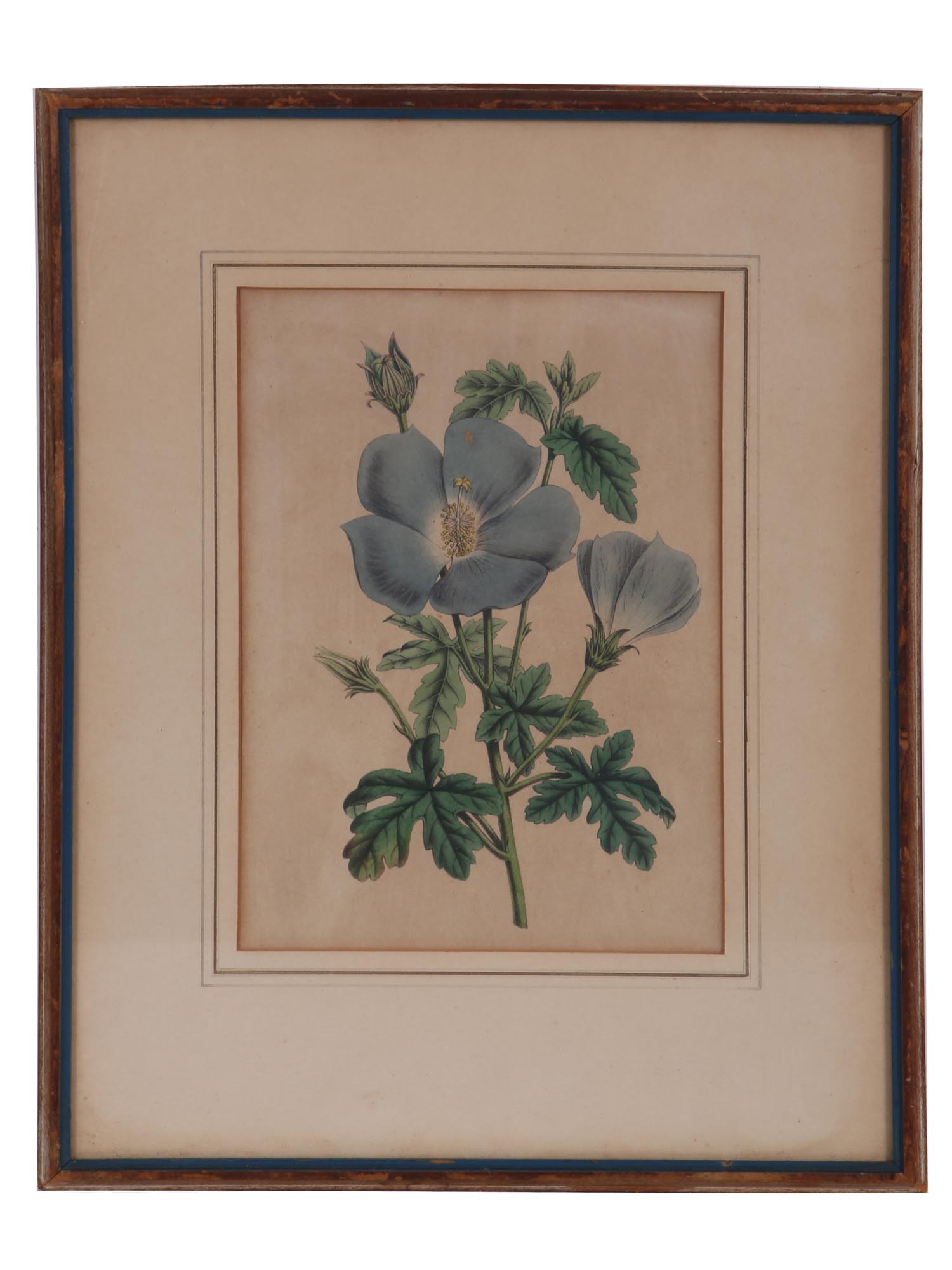 A PAIR OF BOTANICAL HAND COLORED ENGRAVINGS PIC-1