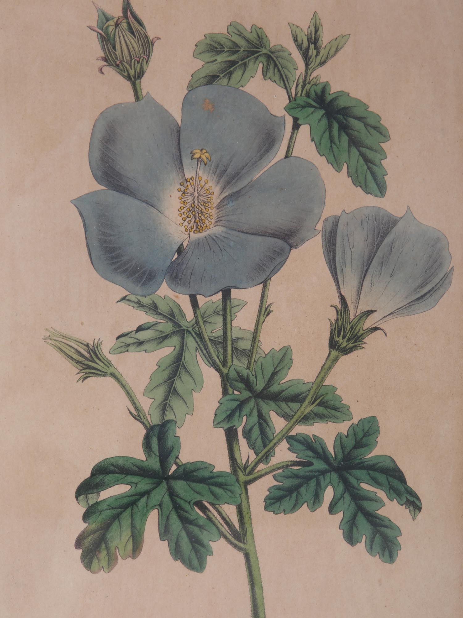 A PAIR OF BOTANICAL HAND COLORED ENGRAVINGS PIC-3