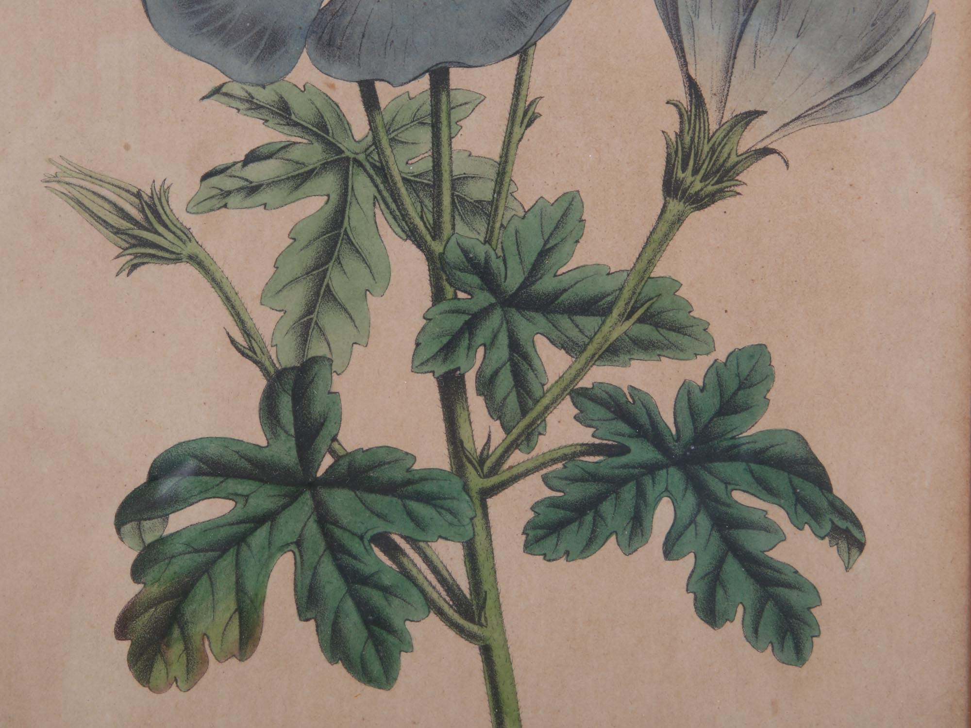 A PAIR OF BOTANICAL HAND COLORED ENGRAVINGS PIC-4