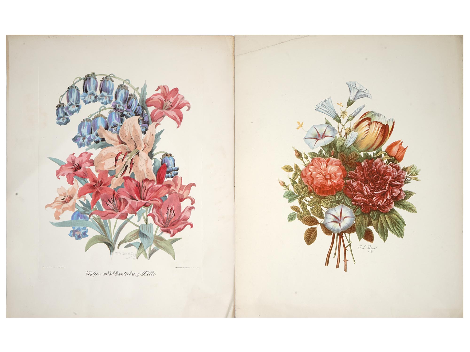 ANTIQUE AND VINTAGE FLORAL AND ANIMAL ART PRINTS PIC-1