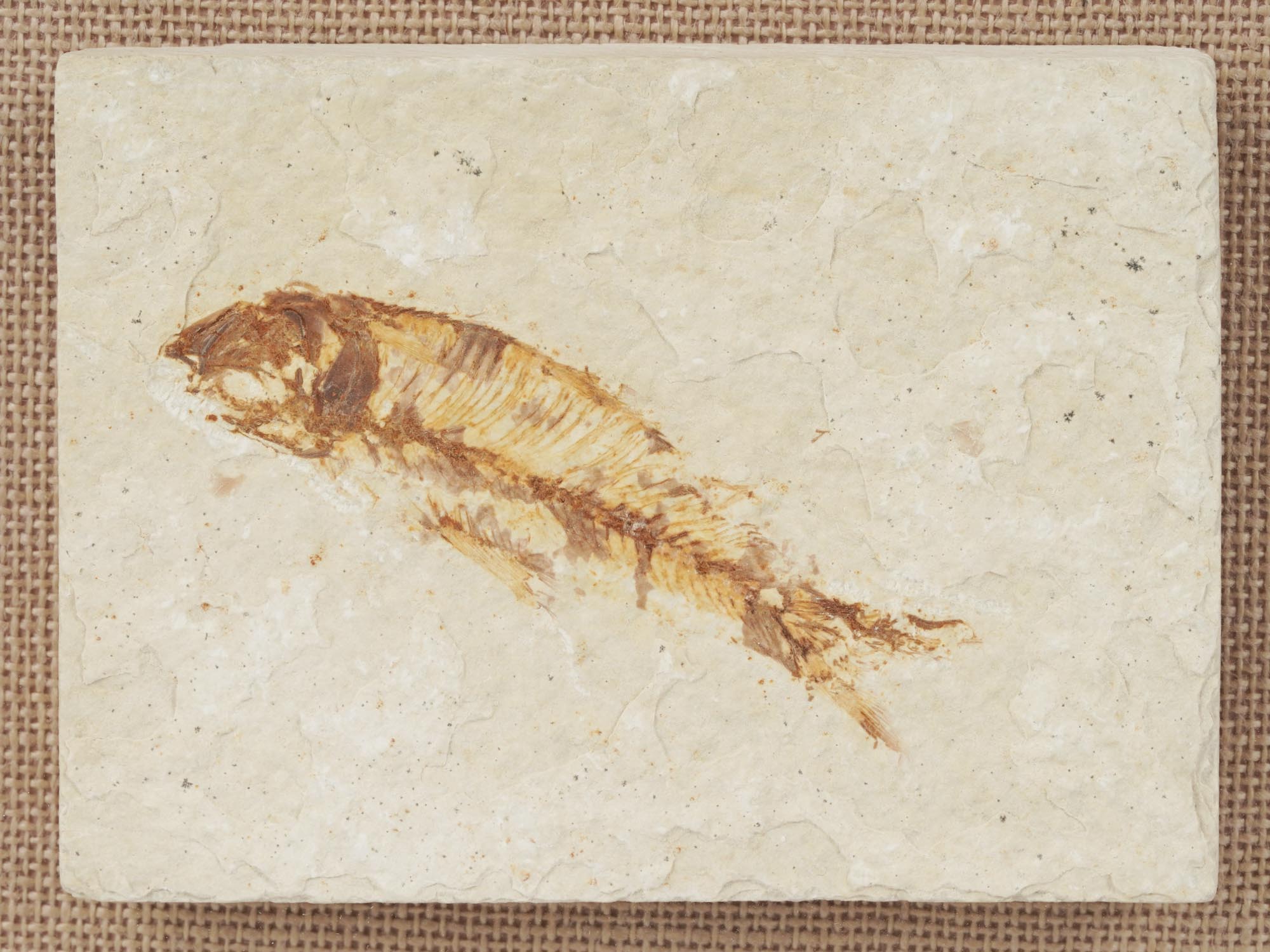OSSIFIED KNIGHTIA FISH SKELETON IN STONE FOSSIL PIC-1