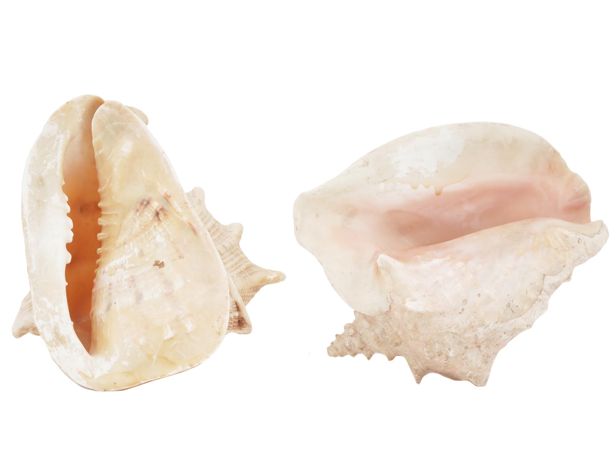 NATURAL BULLMOUTH HELMET SEA SHELL DECOR PIECES PIC-0