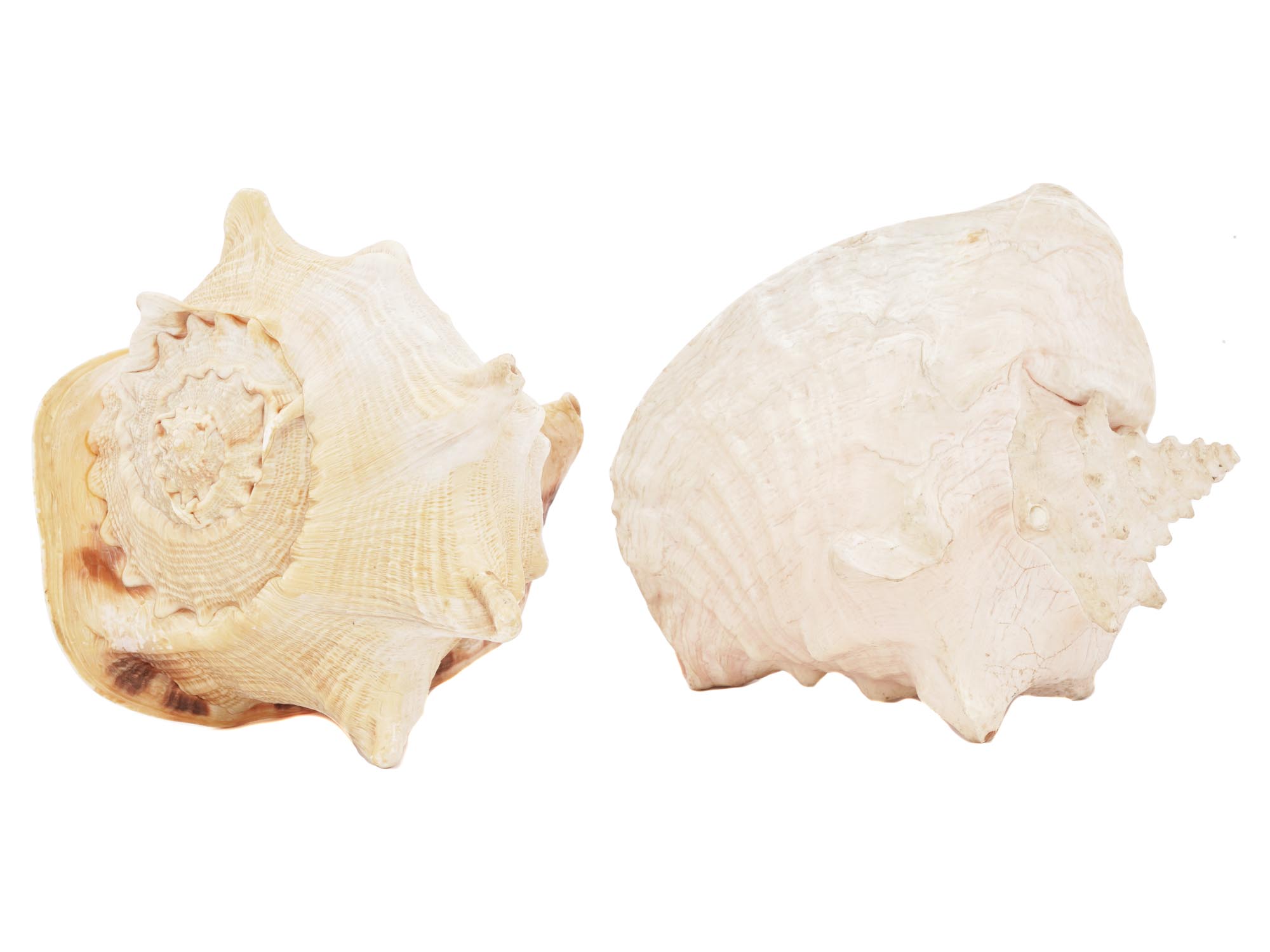 NATURAL BULLMOUTH HELMET SEA SHELL DECOR PIECES PIC-3