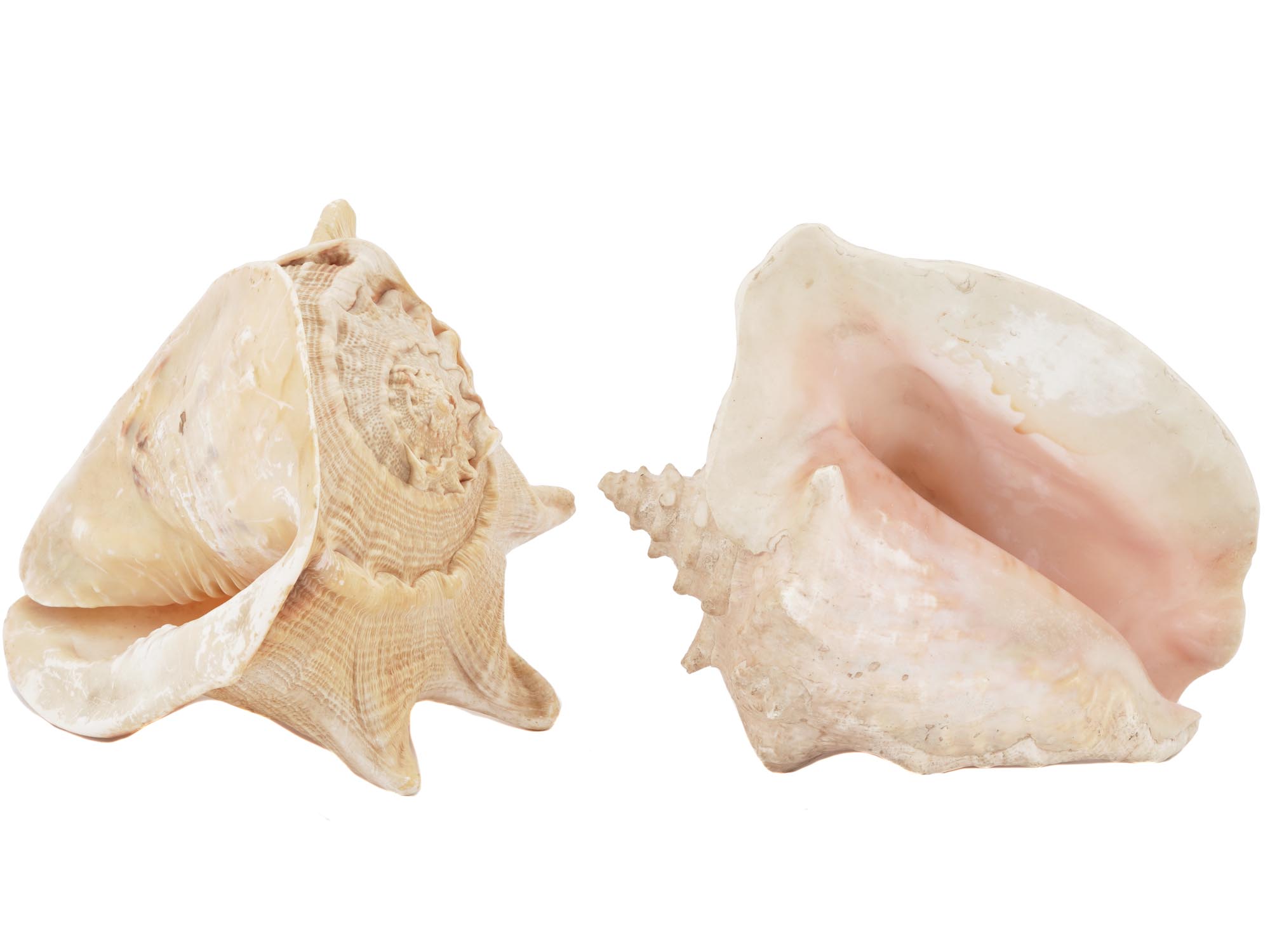 NATURAL BULLMOUTH HELMET SEA SHELL DECOR PIECES PIC-1