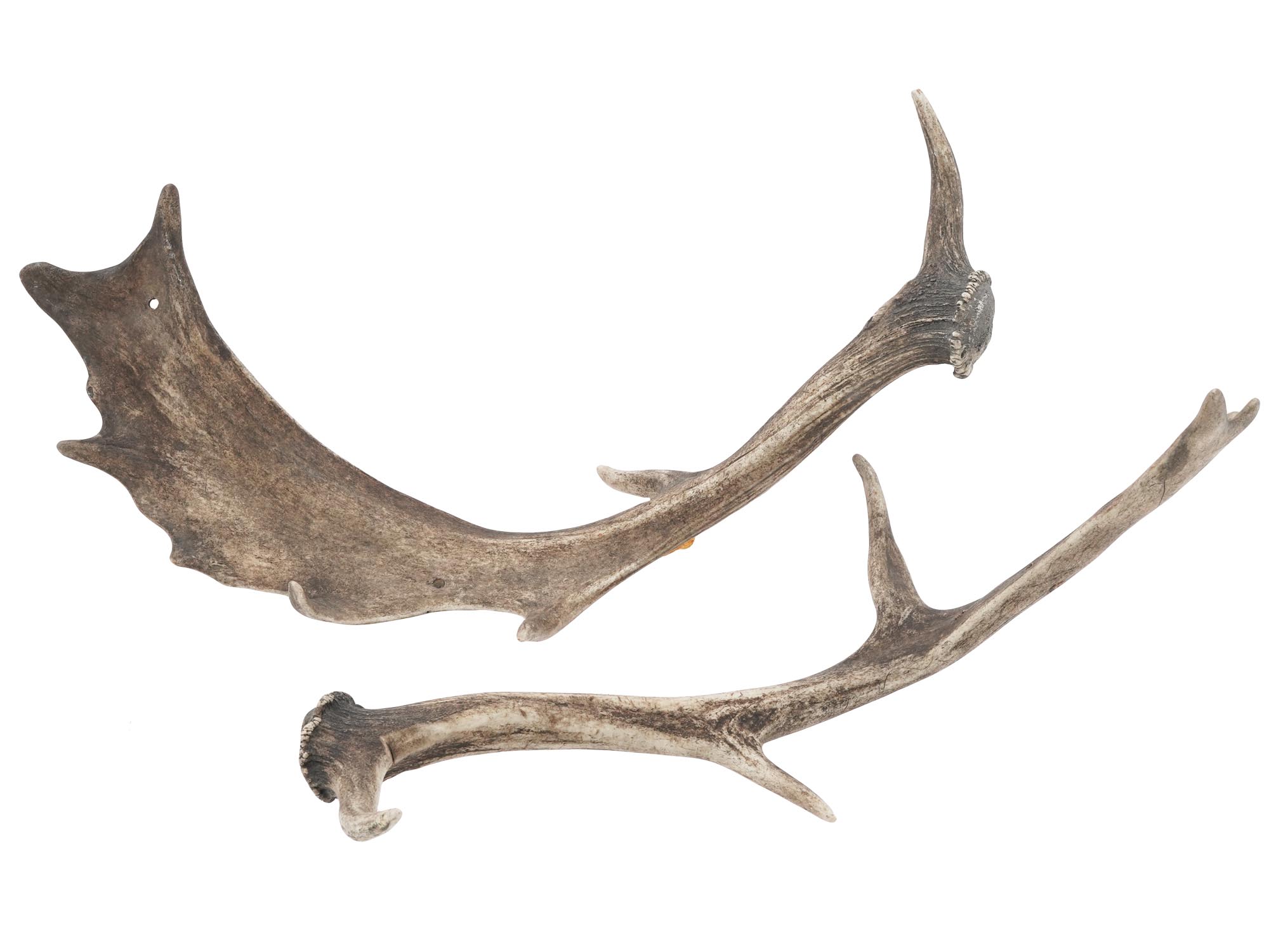 VINTAGE NATURAL DEER HORNS PIC-0