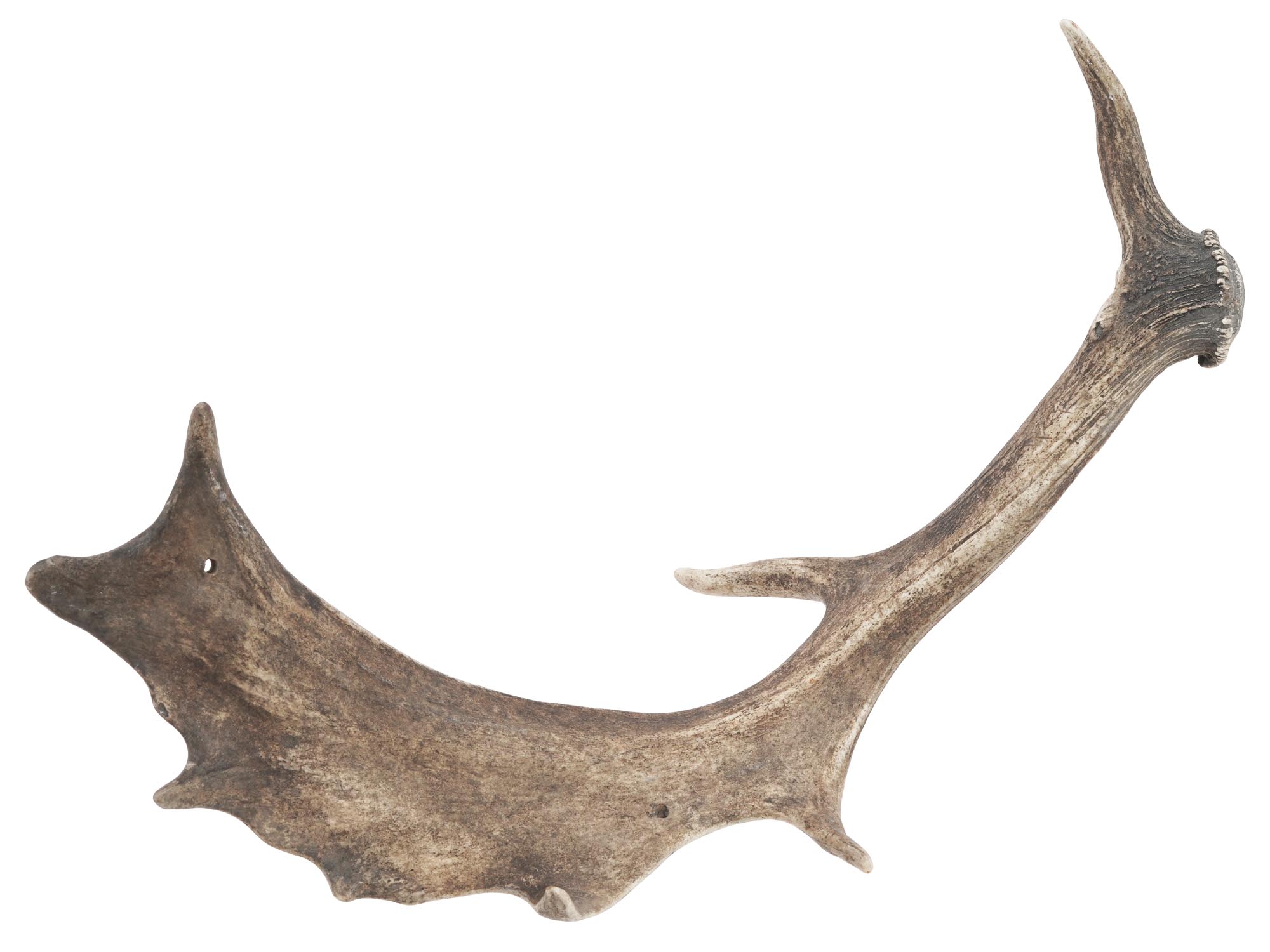 VINTAGE NATURAL DEER HORNS PIC-2