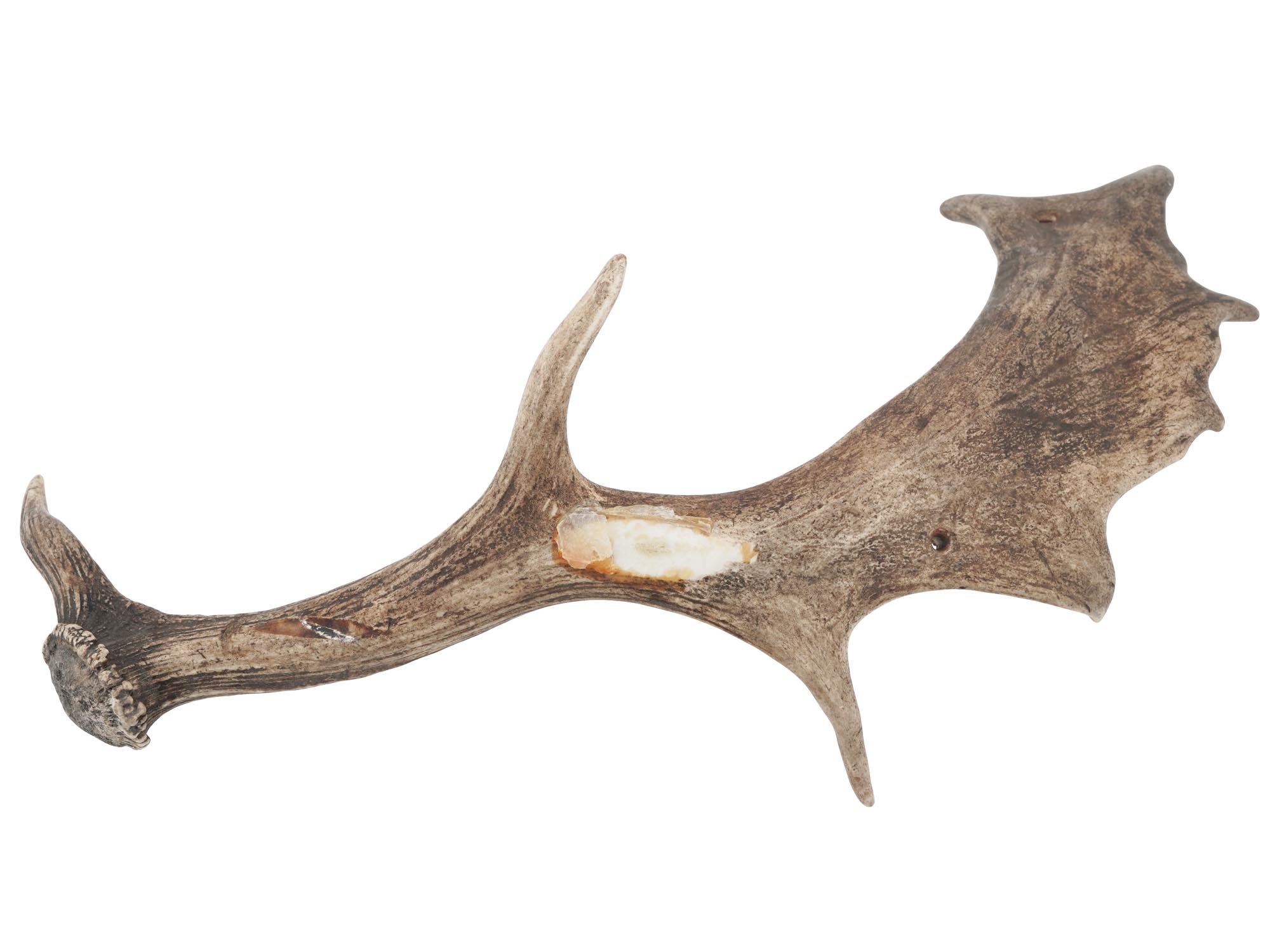 VINTAGE NATURAL DEER HORNS PIC-1