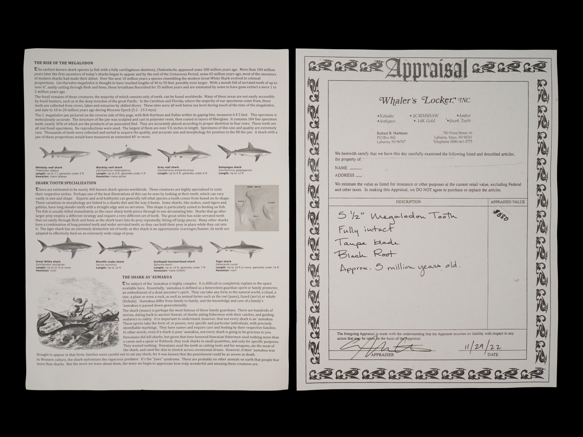 ANCIENT SEA POLISHED MEGALODON SHARK TOOTH W COA PIC-6