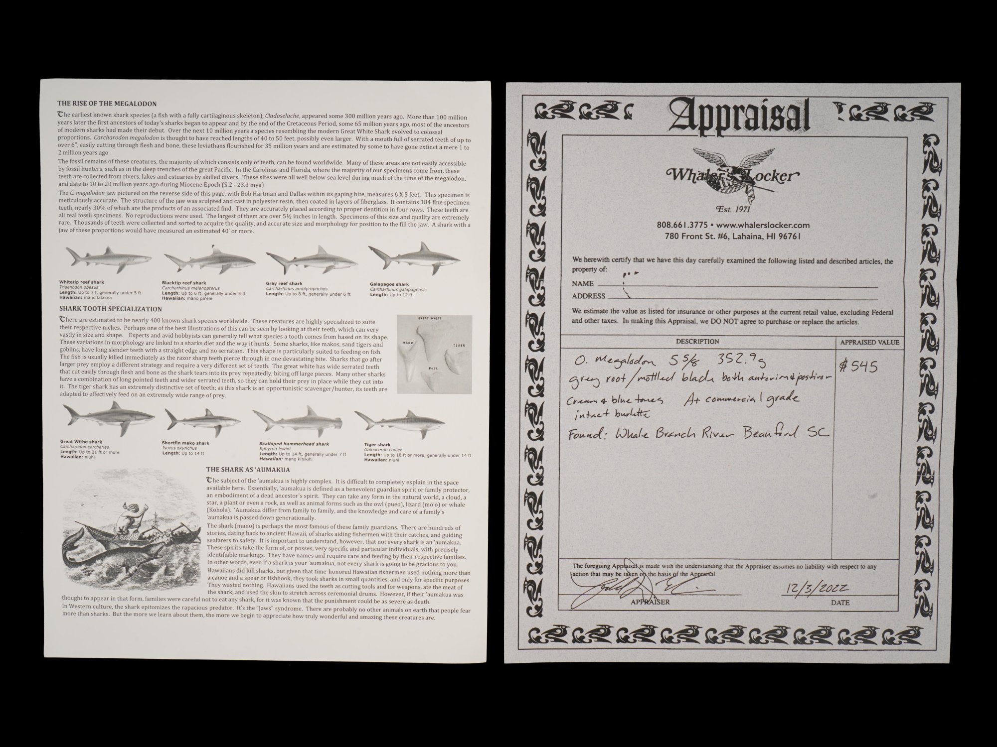 ANCIENT SEA POLISHED MEGALODON SHARK TOOTH W COA PIC-5