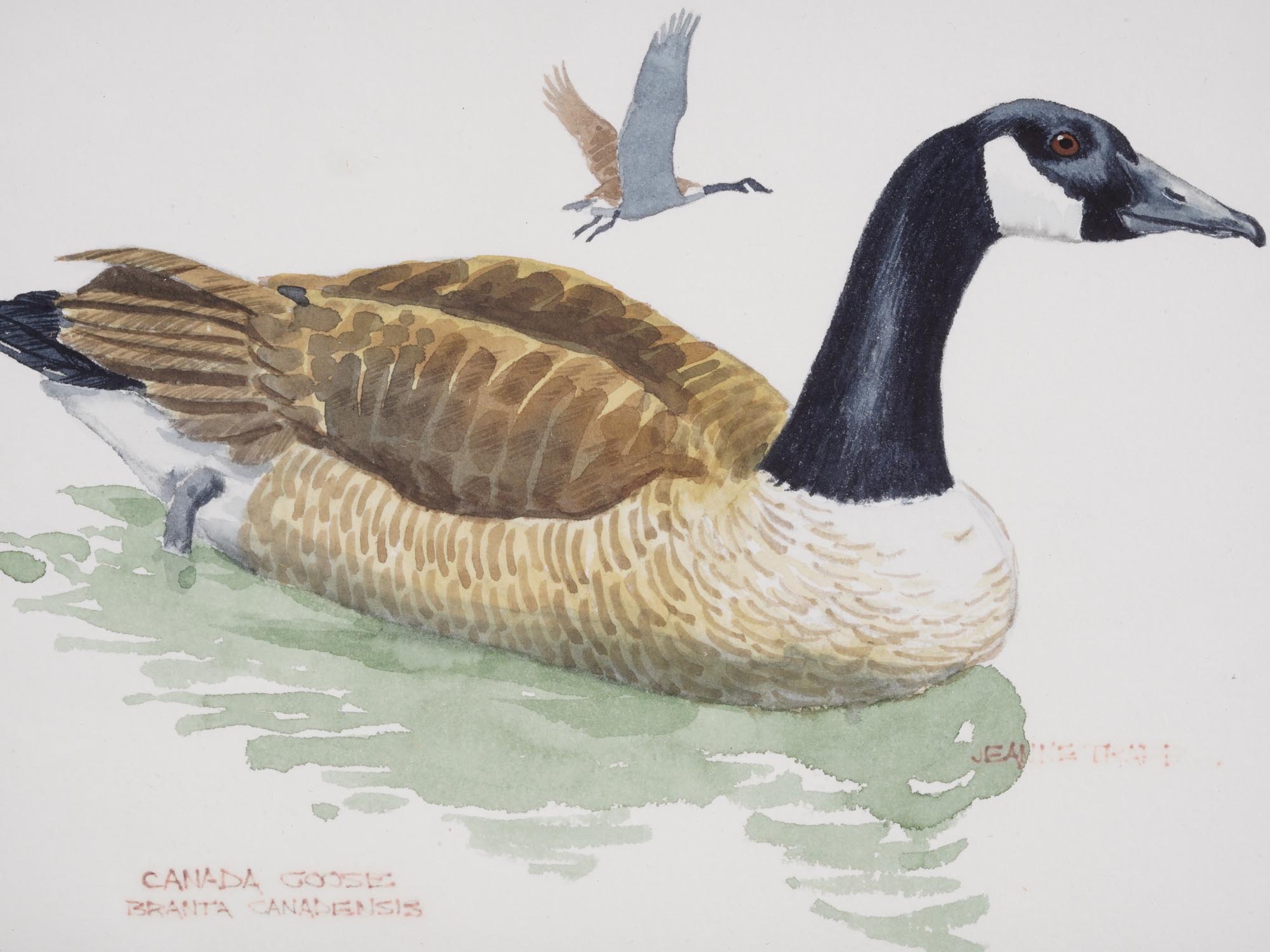 WATERCOLOR PAINTING OF A GOOSE BY JEANNE TRAPP PIC-1