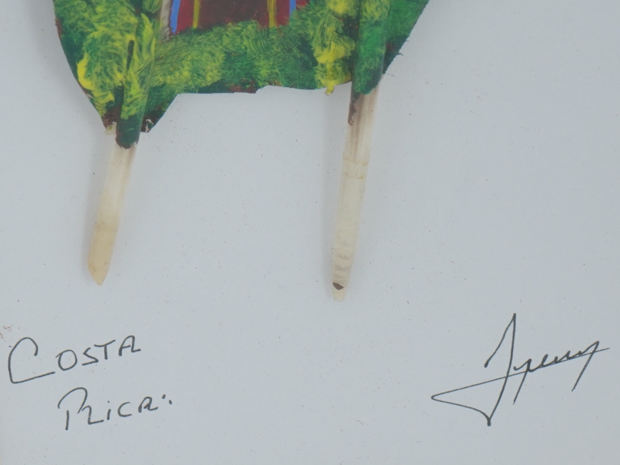 COSTA RICA PAINTED FEATHERS WITH PARROTS SIGNED FRAMED PIC-3