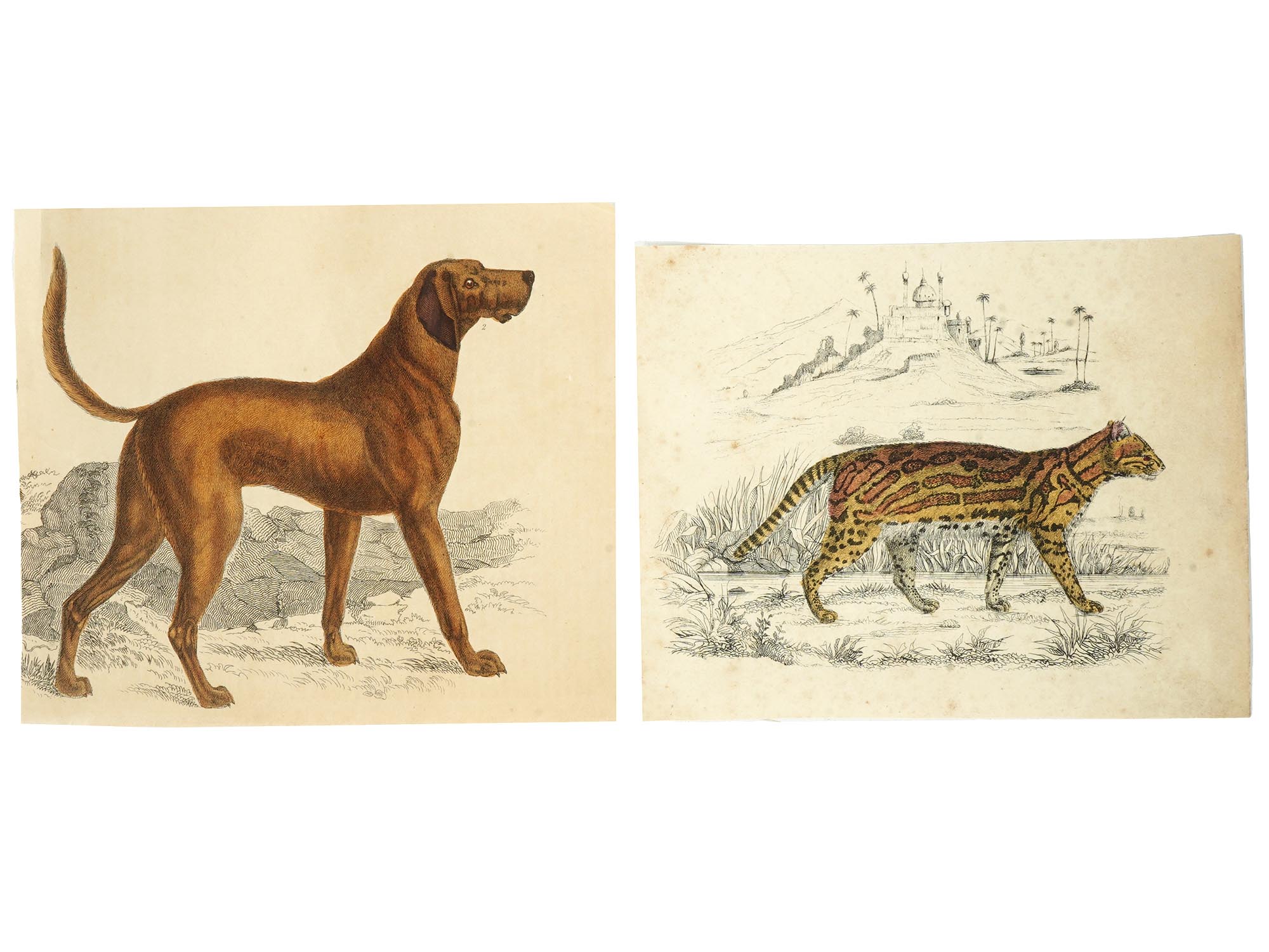 ANTIQUE ANIMAL COLOR ENGRAVINGS BY OLIVER GOLDSMITH PIC-0