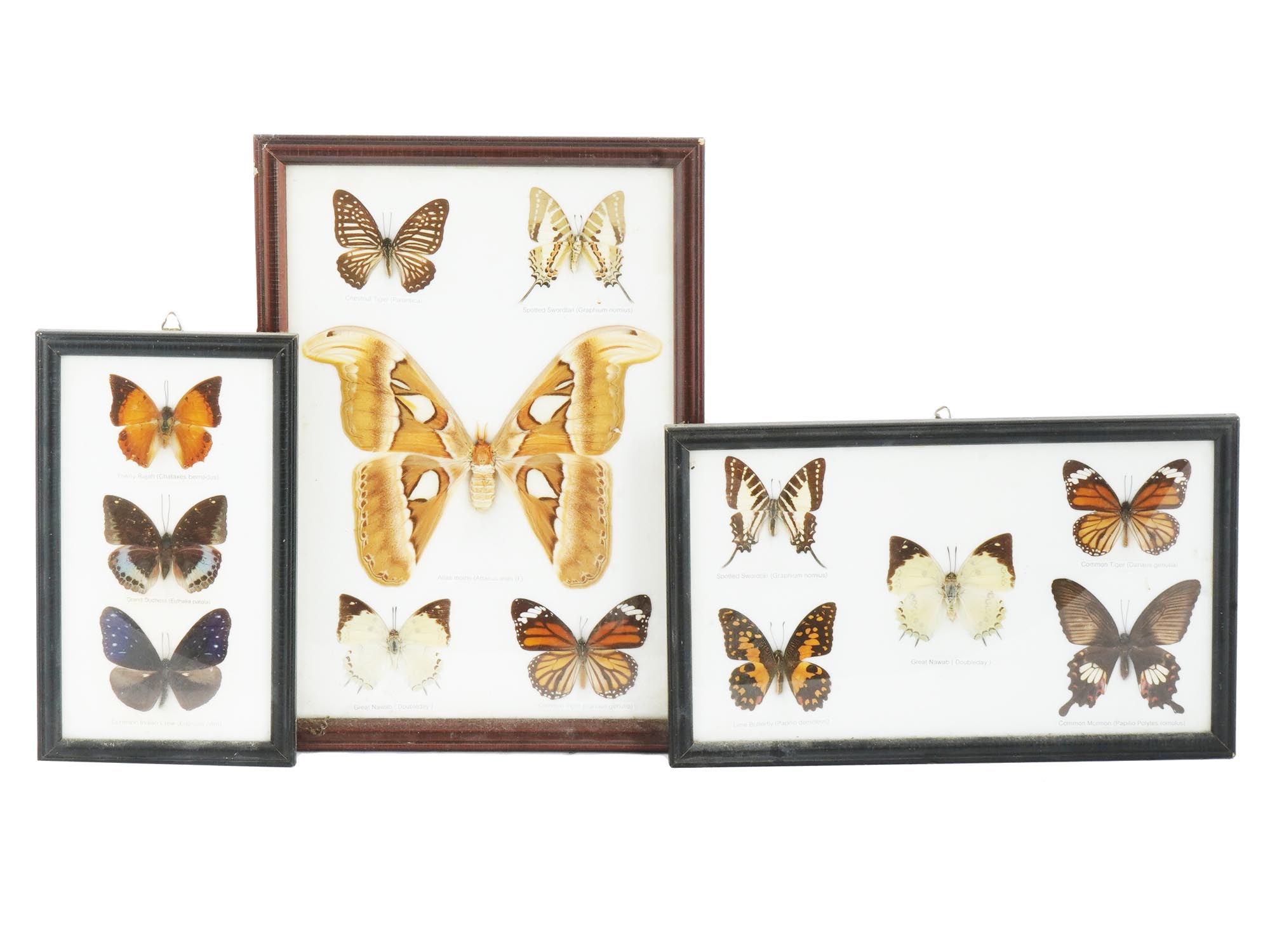 VINTAGE ENTOMOLOGICAL COLLECTION OF BUTTERFLIES PIC-0