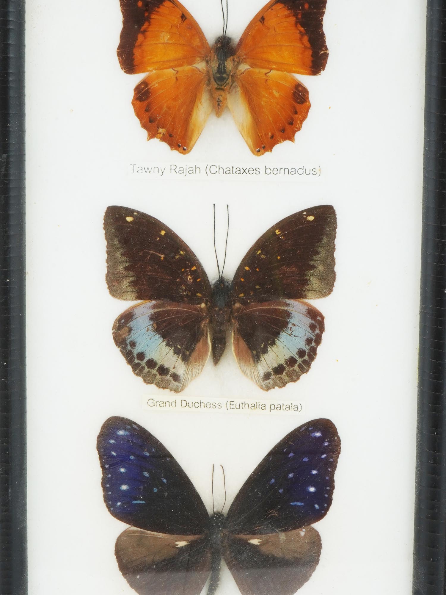 VINTAGE ENTOMOLOGICAL COLLECTION OF BUTTERFLIES PIC-1