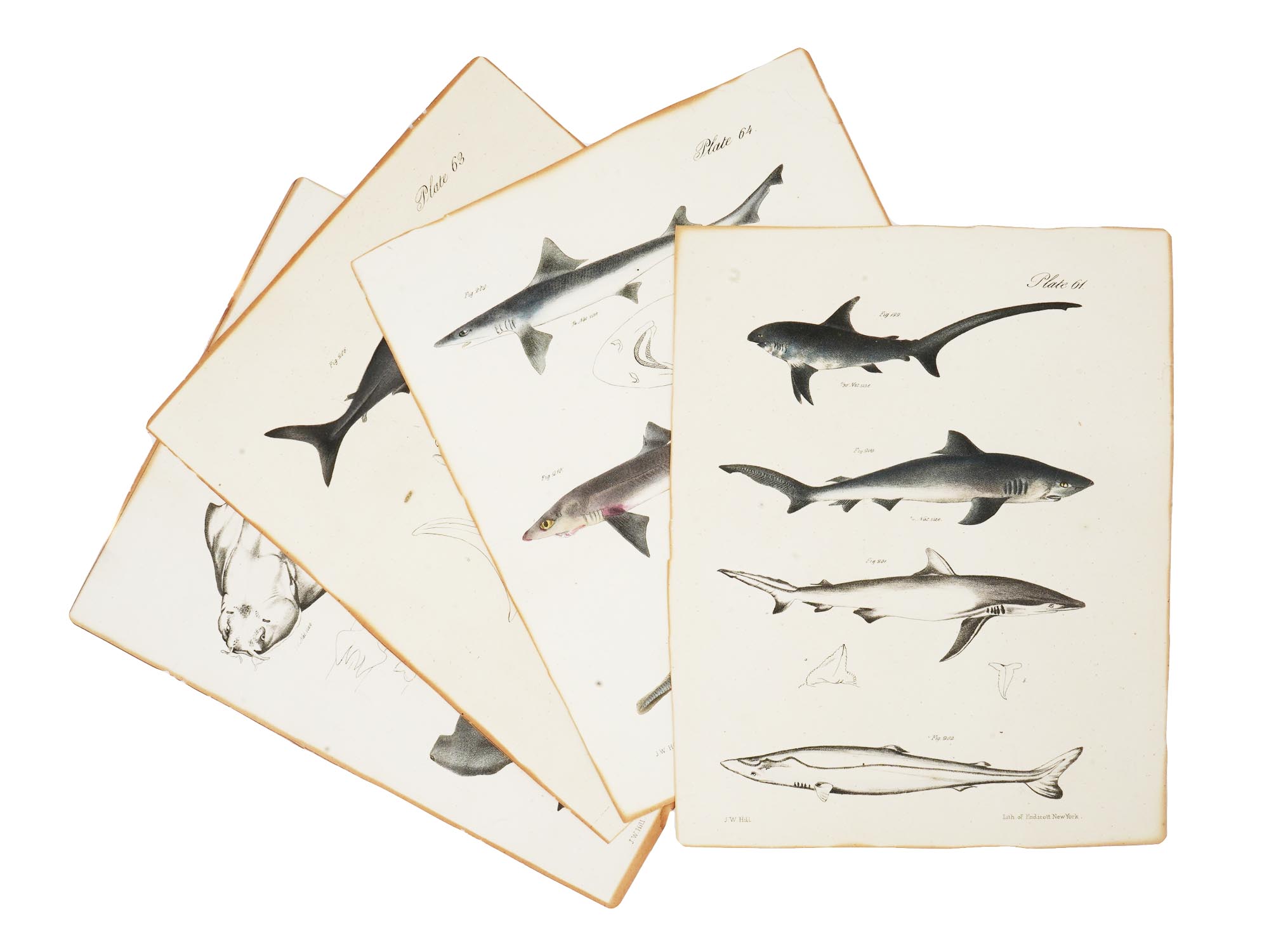 GROUP OF NEW YORK ZOOLOGY FAUNA SHARK ENGRAVINGS PIC-1