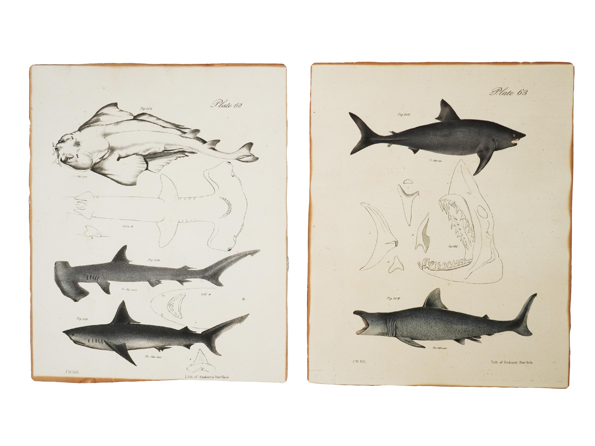 GROUP OF NEW YORK ZOOLOGY FAUNA SHARK ENGRAVINGS PIC-3