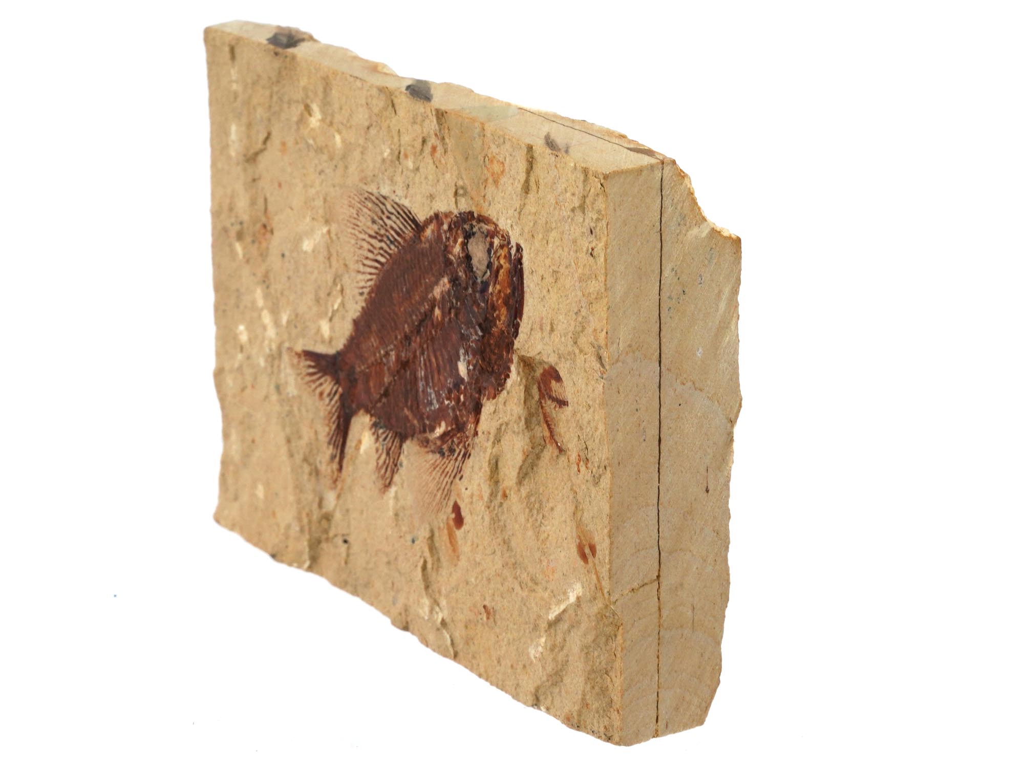 STONE SLAB W FOSSIL PREHISTORIC FISH PRISCACARA PIC-2