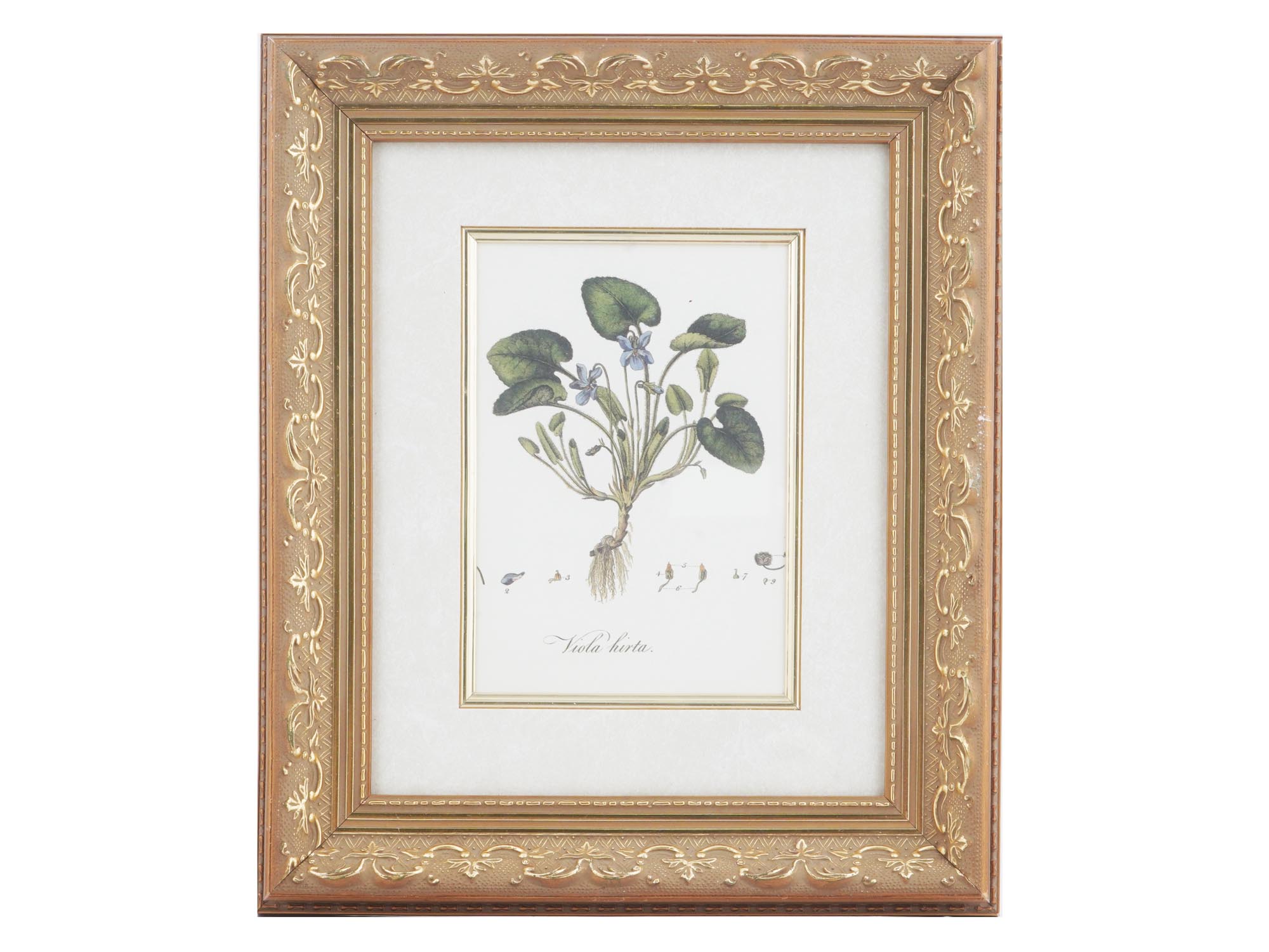 VINTAGE BOTANICAL FLORAL COLOR PRINT VIOLET FRAMED PIC-0