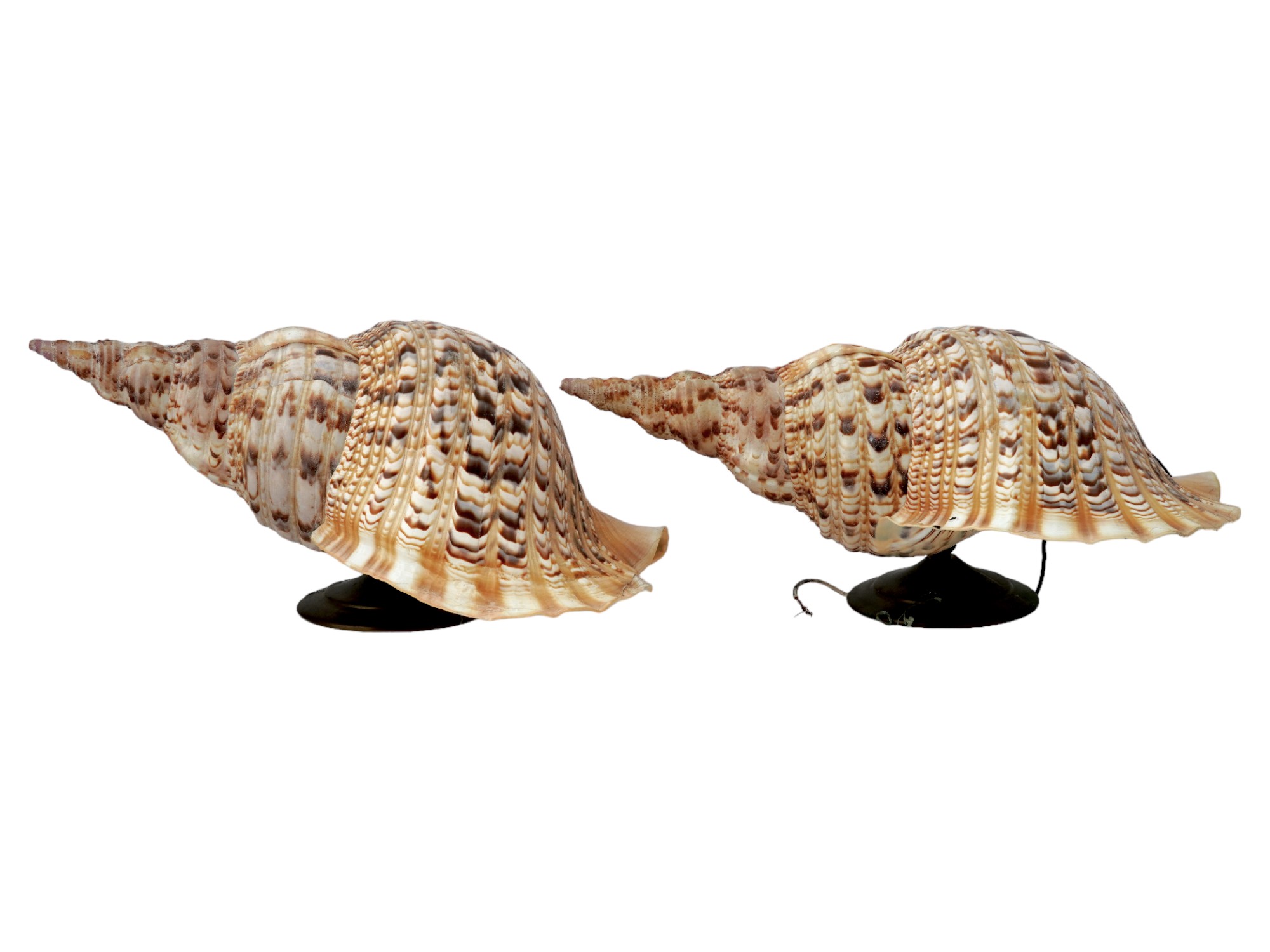 1950S GIANT TRITON CHARONIA TRITONIS SHELL SCONCES PIC-1