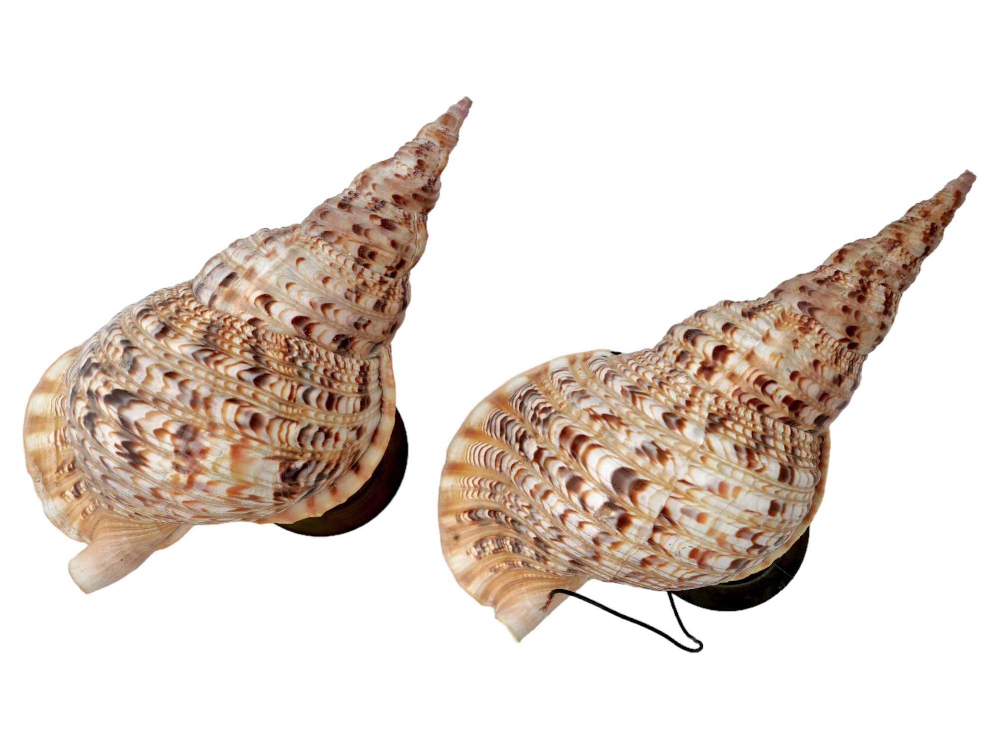 1950S GIANT TRITON CHARONIA TRITONIS SHELL SCONCES PIC-4