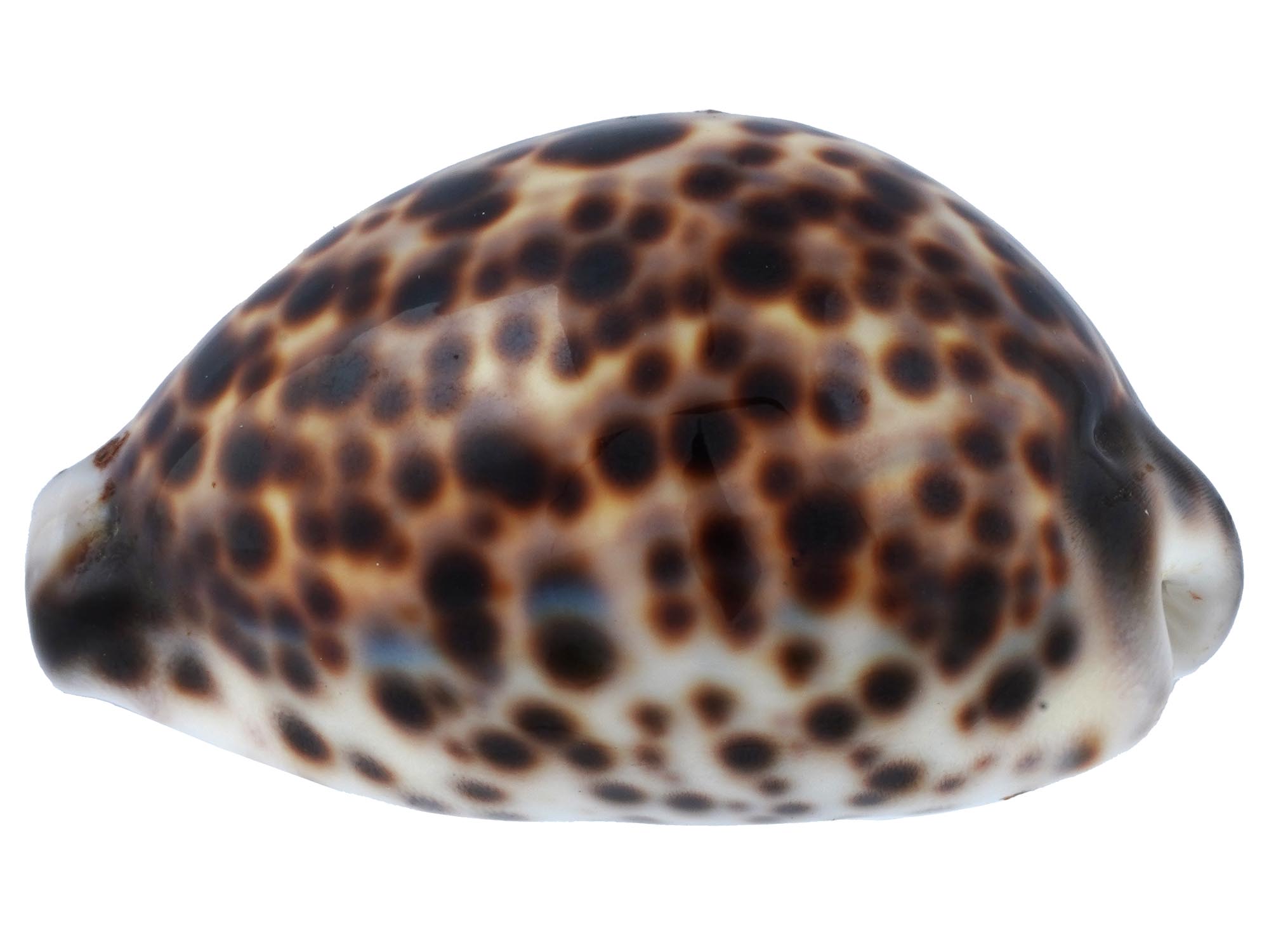 COLLECTION OF FOUR EXOTIC CLAM SEASHELLS PIC-6