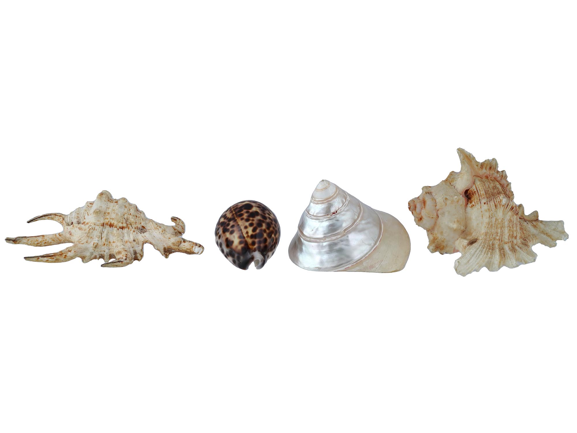 COLLECTION OF FOUR EXOTIC CLAM SEASHELLS PIC-1