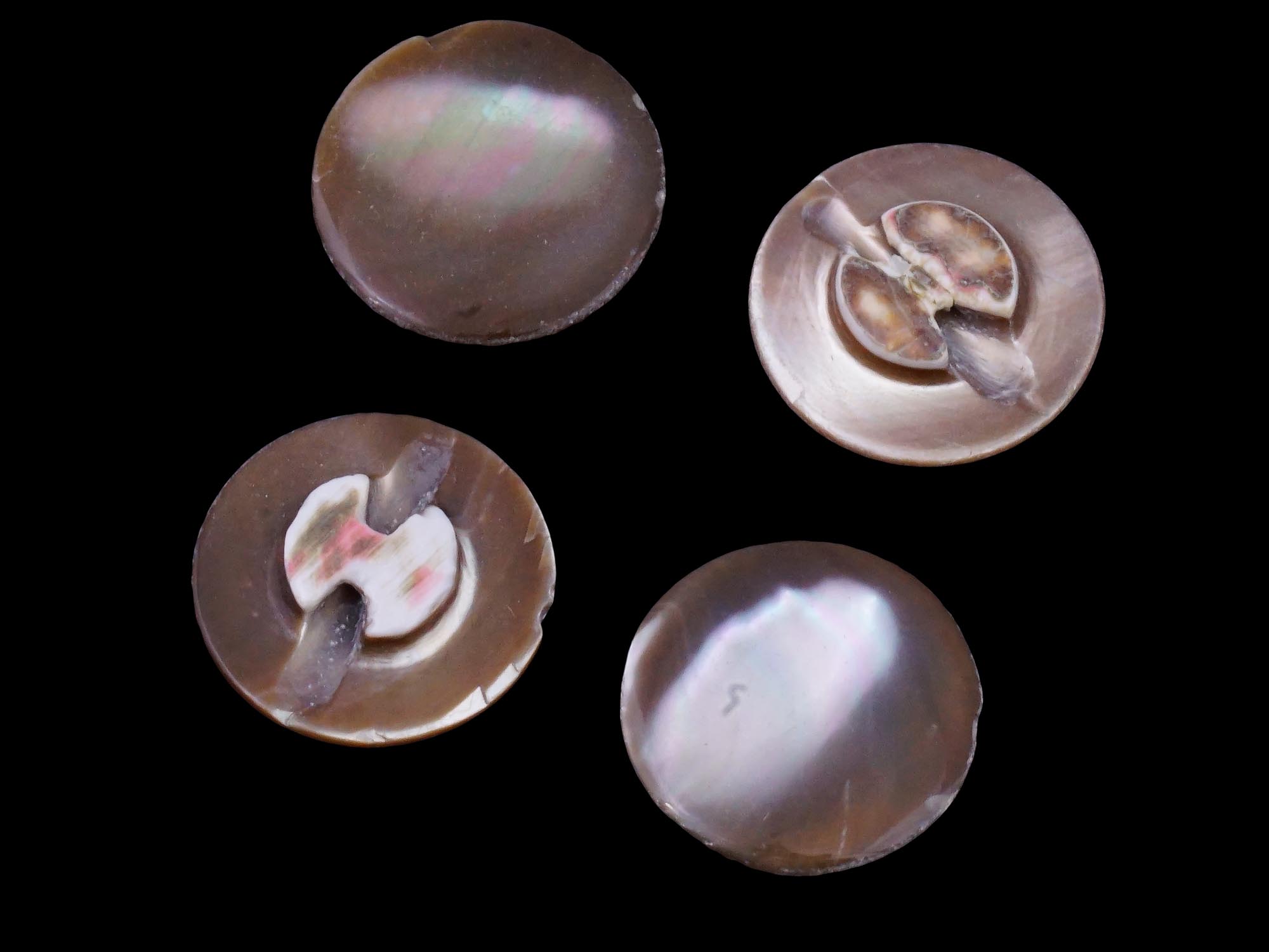 COLLECTION OF TROCHUS SHELL BUTTONS OF VARIOUS COLORS PIC-3