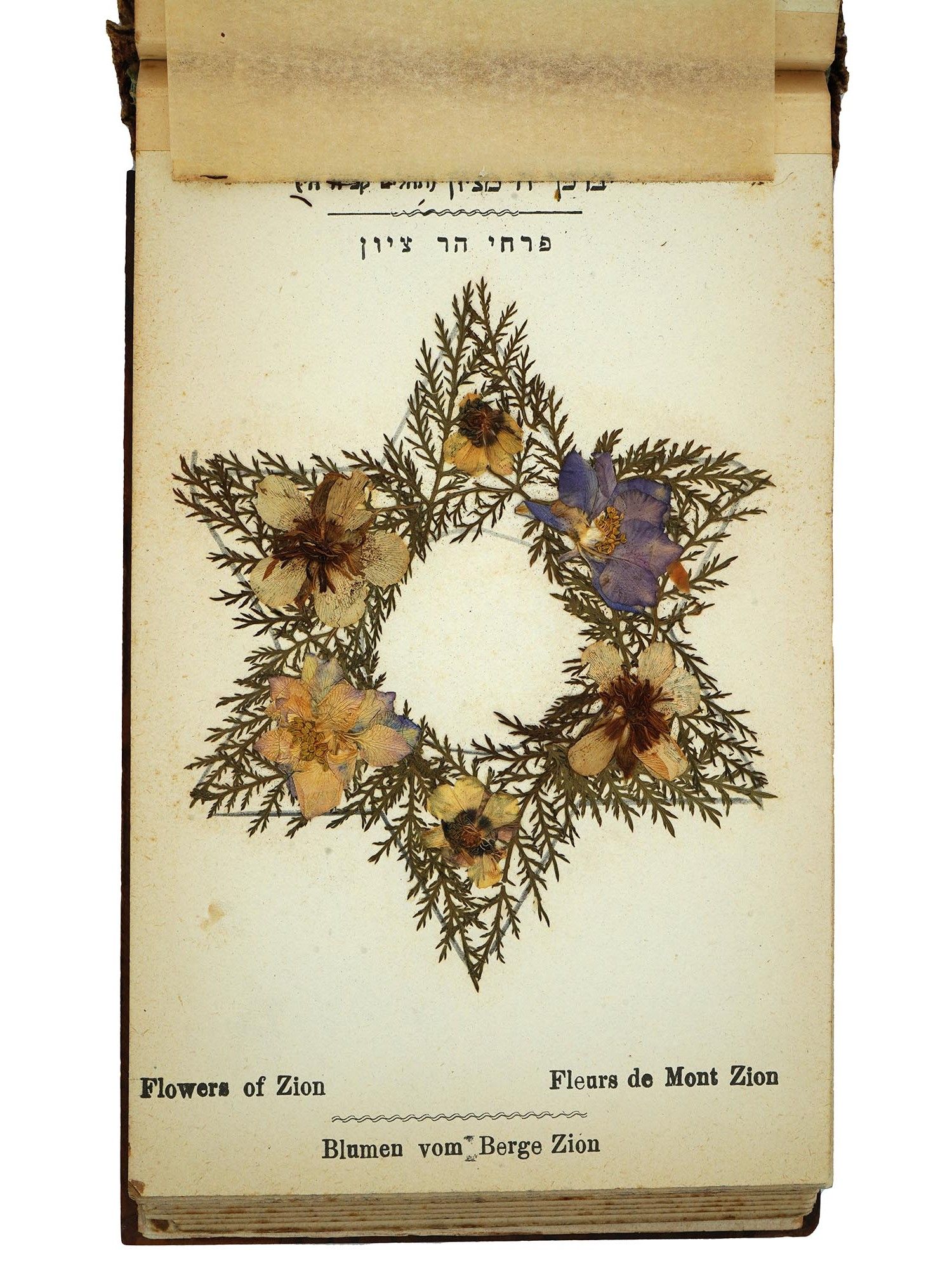 ANTIQUE ALBUM OF FLOWERS FROM THE HOLY LAND JERUSALEM PIC-5