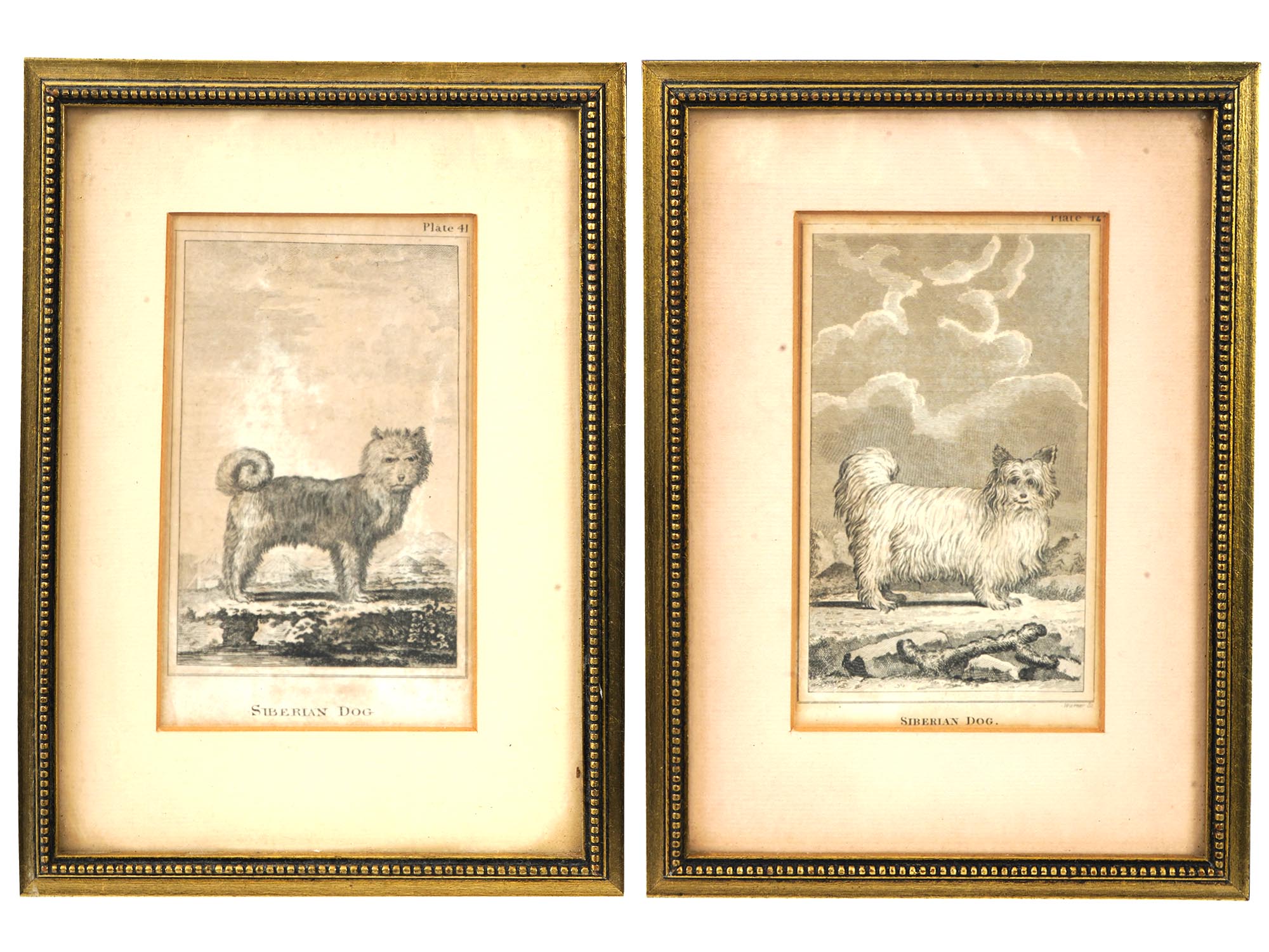 4 FRENCH ENGRAVINGS OF SIBERIAN DOGS BY LEGRAND L PIC-2