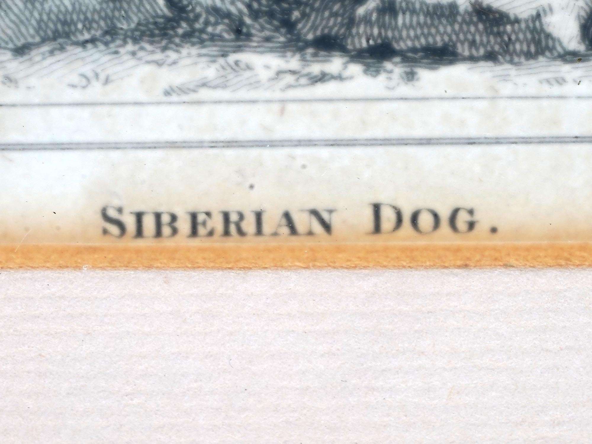 4 FRENCH ENGRAVINGS OF SIBERIAN DOGS BY LEGRAND L PIC-3