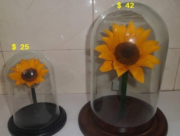 Venta De Girasol Preservado En Urna Con Tallo