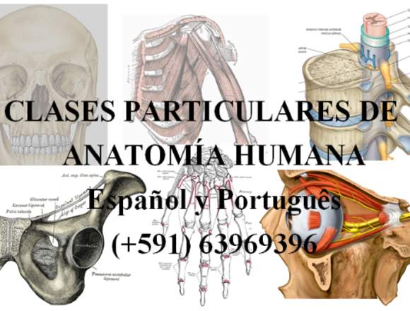 CLASES PARTICULARES DE ANATOMÍA HUMANA