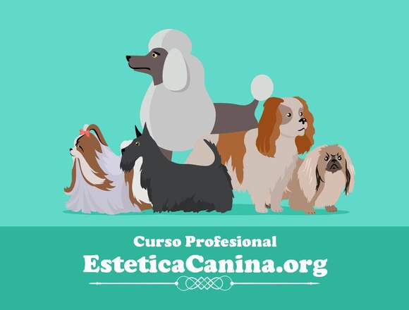 curso peluqueria canina en linea