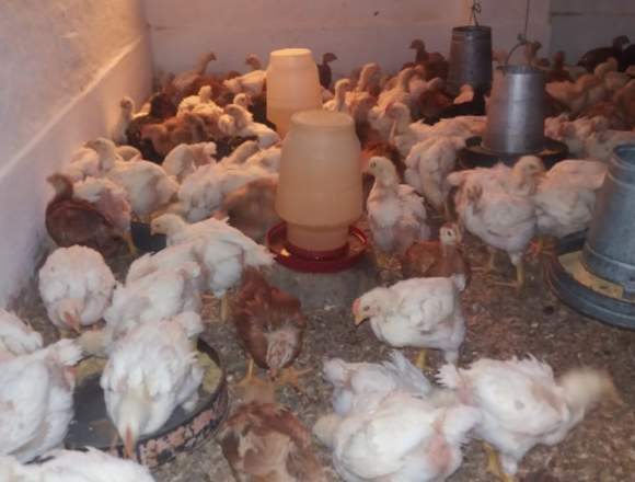 Venta de pollos vacunados