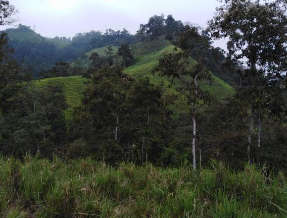 SE VENDE Hacienda CHONE 150 Cuadras  Prox.REPRESA 