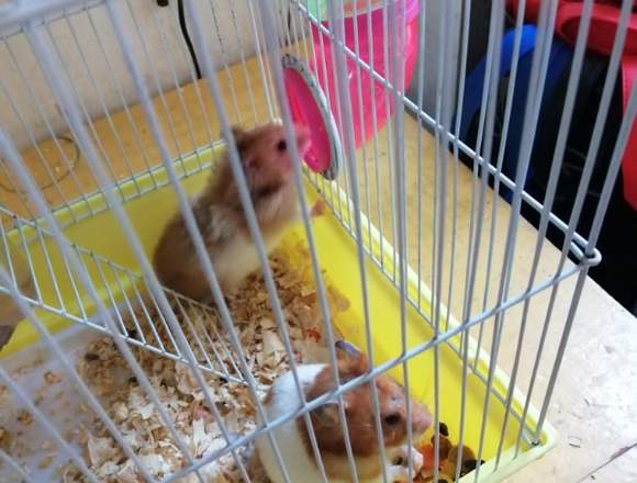 SE VENDE JAULA CON HAMSTER