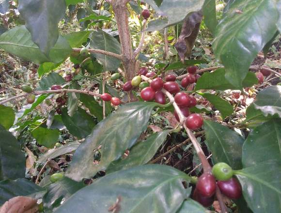 3 MANZANAS DE TERRENO CERCA DEL PUEBLO DE JAYAQUE