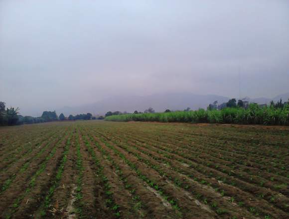 TERRENO EN ROMA BAJA, CARABAYLLO, BUENA OPCION