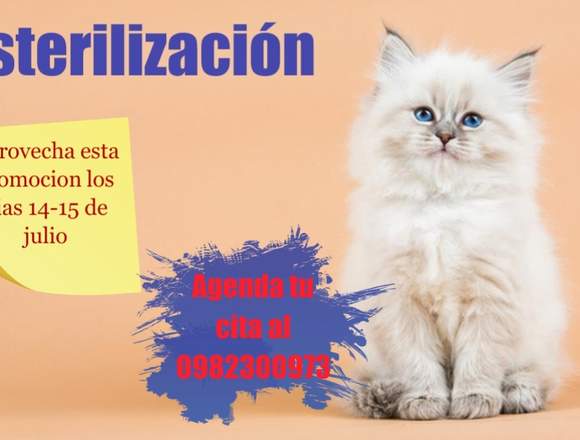 Esterilizacion promo 