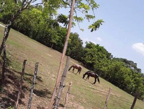 vendo campito en Bonao