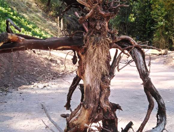 Bosque de los Ents Huasao Atractivo Turistico