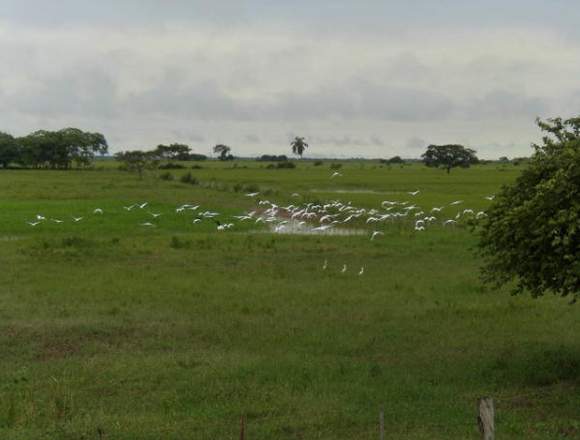 Hato de 8000 het con Todas sus Maquinarias 