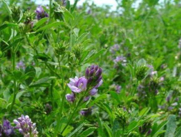 VENTA DE SEMILLA DE ALFALFA SAMPEDRANA