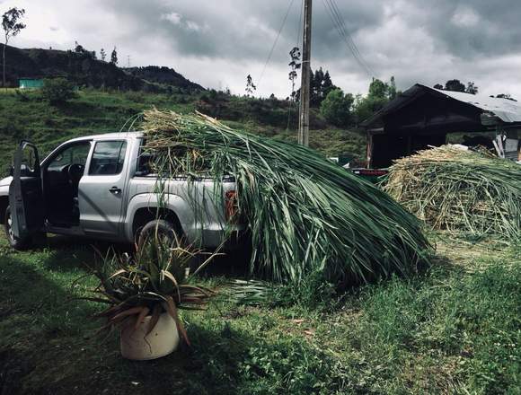 VENTA DE SILO DE PASTO 150 BOLSAS DE 50 KG