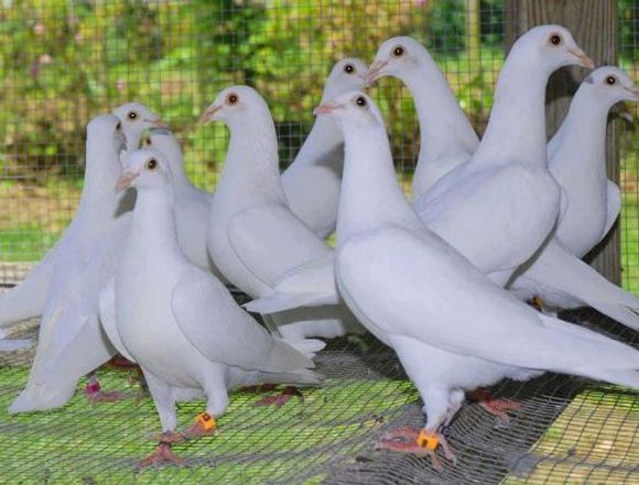 alquilamos palomas blancas para soltar en eventos