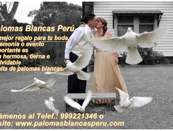 ALQUILAMOS PALOMAS BLANCAS PARA SOLTAR  LIMA PERU