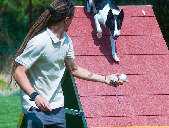 Clases de adiestramiento canino 